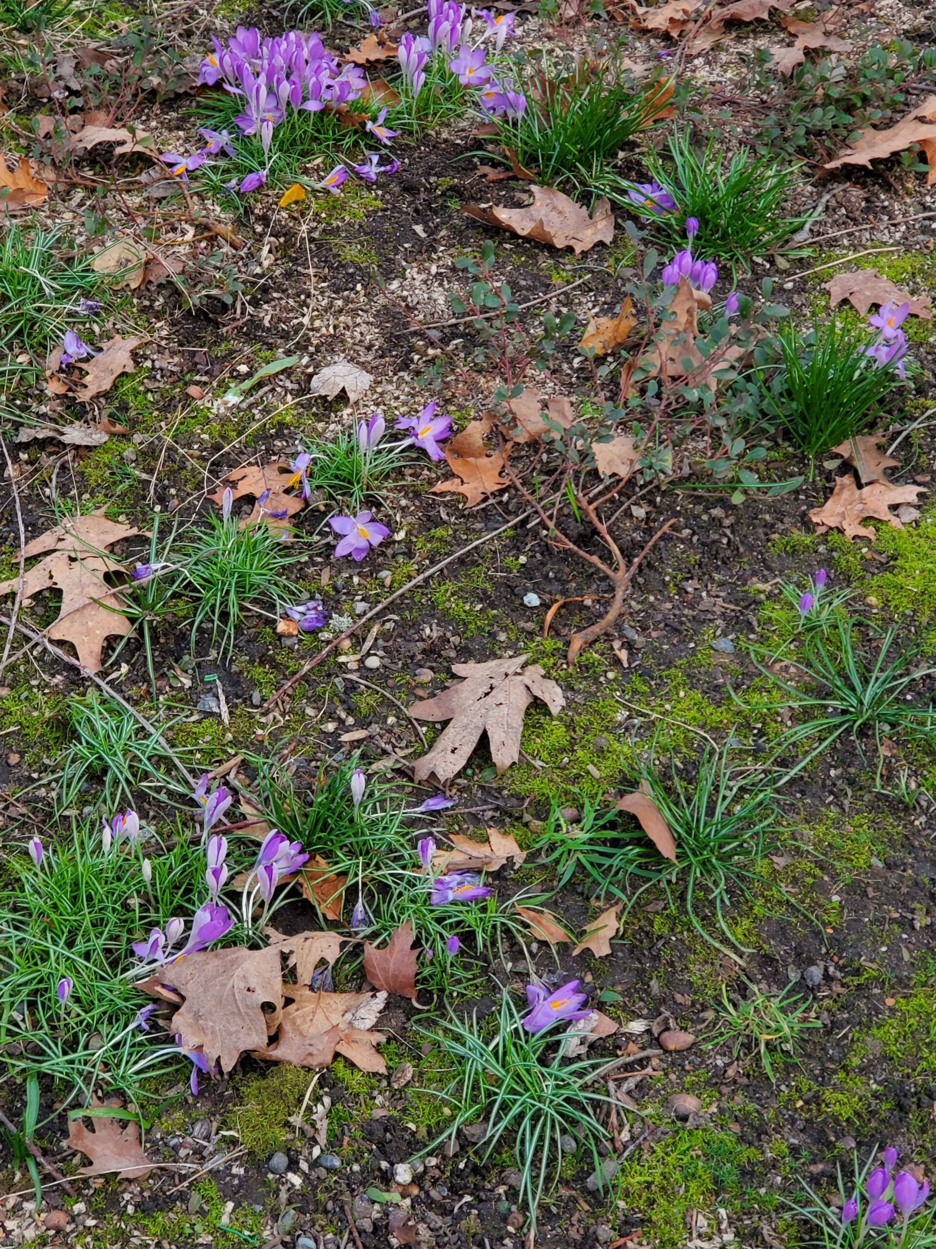 I Ask the Birds for Their Forgiveness